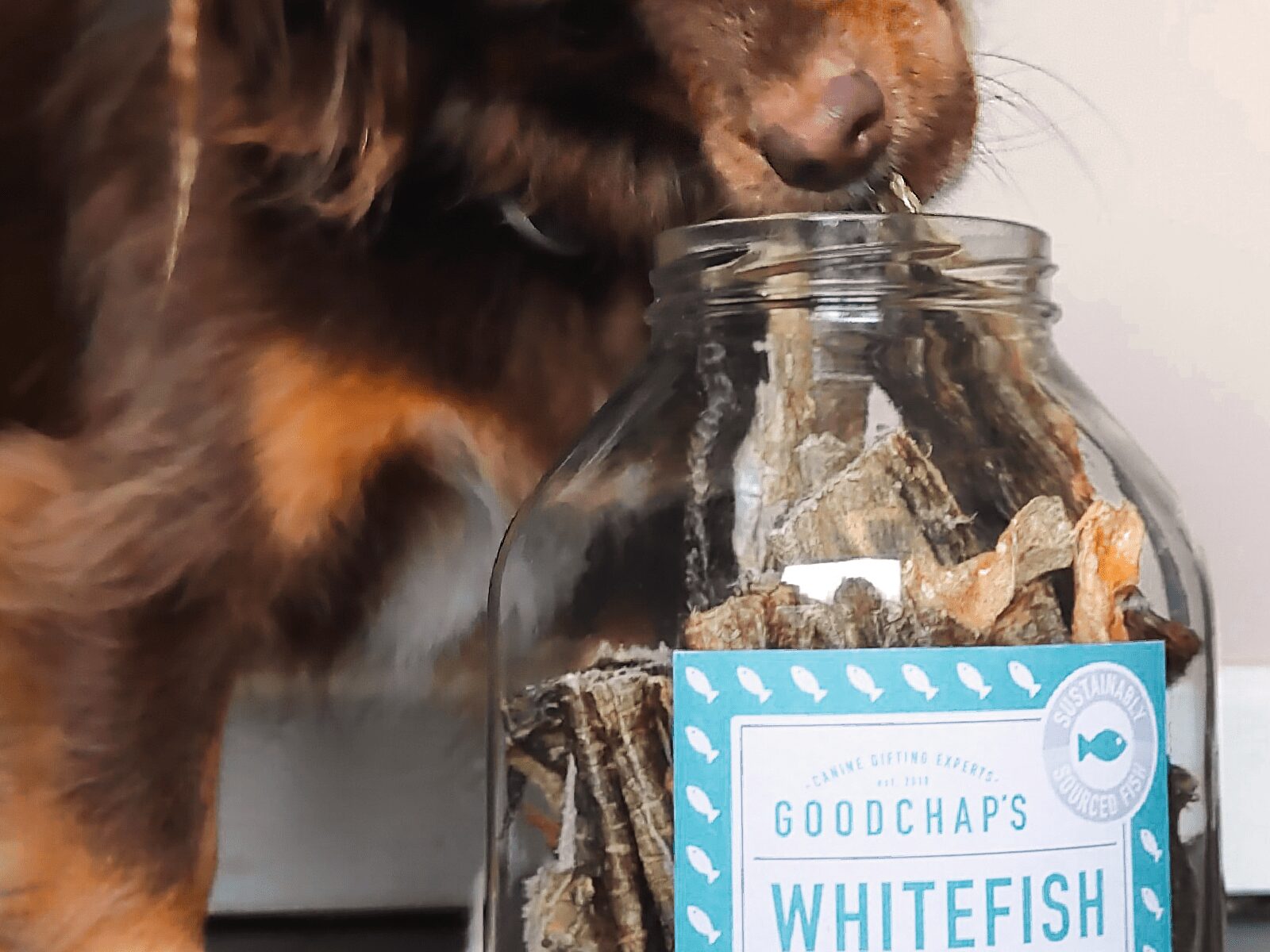 Refillable Whitefish Jerky Jar - Goodchaps natural, healthy, plastic free and eco friendly dog treats & toys